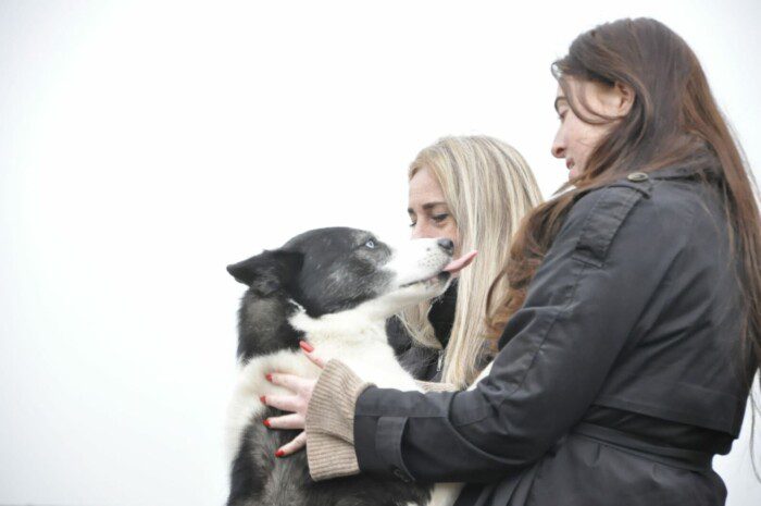 Hondendagopvang Bij Arie