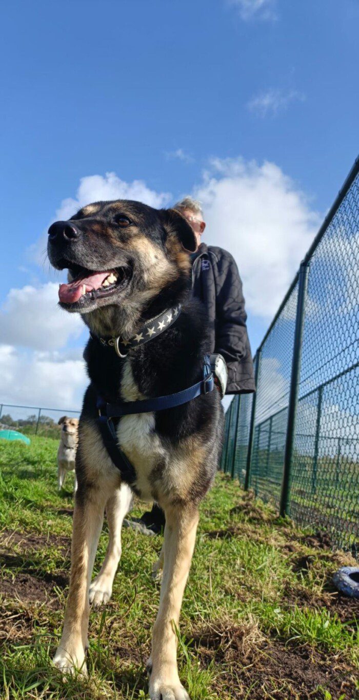 Hondendagopvang Bij Arie