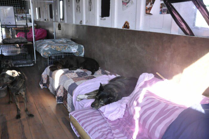 Hondendagopvang Bij Arie