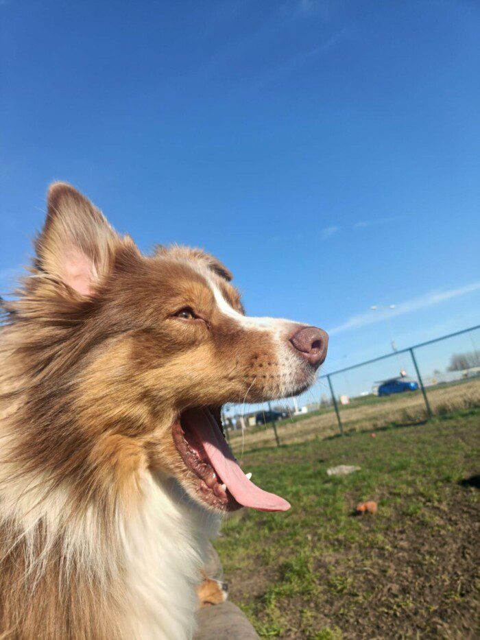 Hondendagopvang Bij Arie