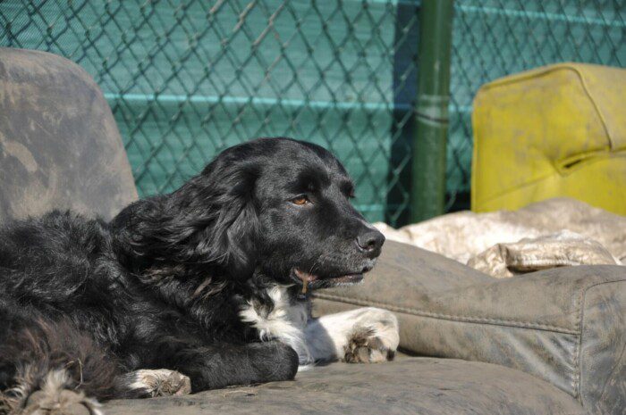 Hondendagopvang Bij Arie