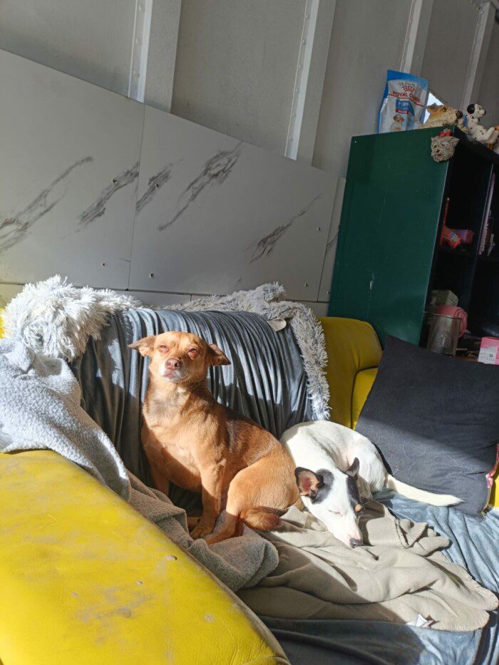 Hondendagopvang Bij Arie