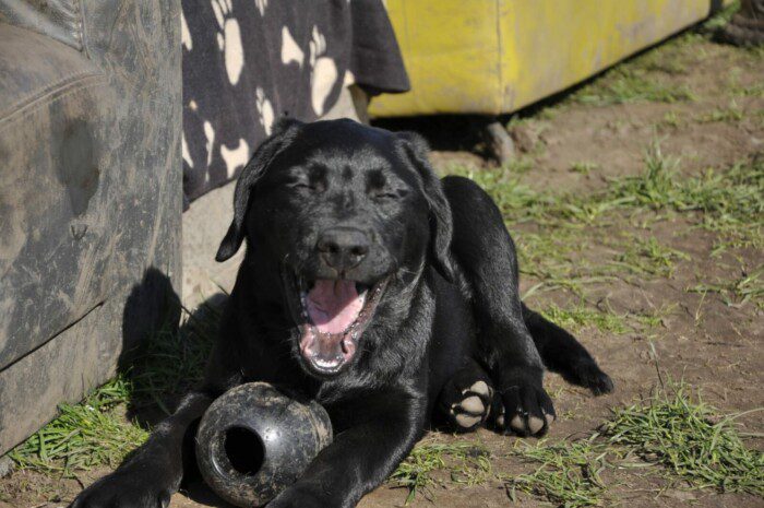 Hondendagopvang Bij Arie