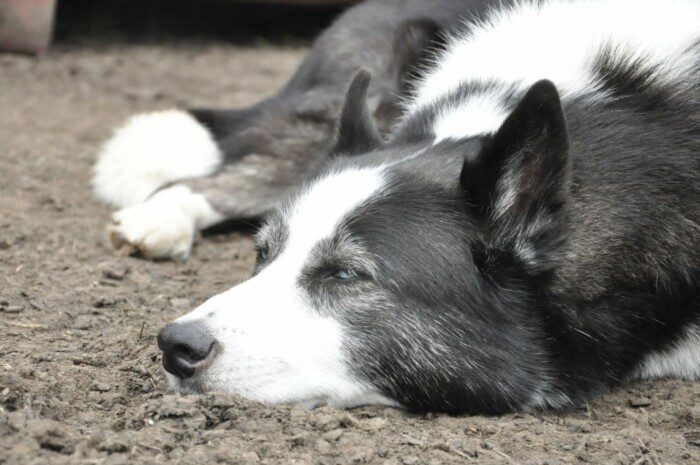 Hondendagopvang Bij Arie