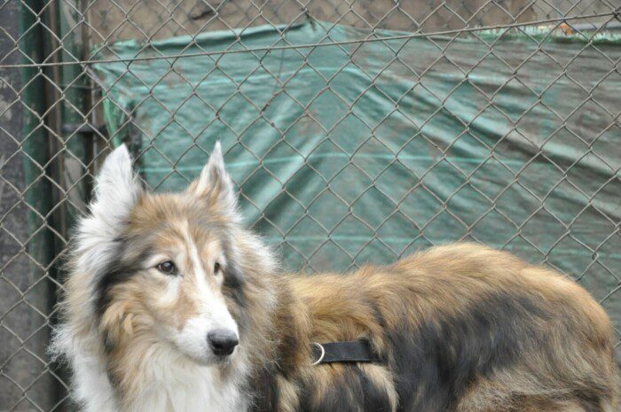 Hondendagopvang Bij Arie