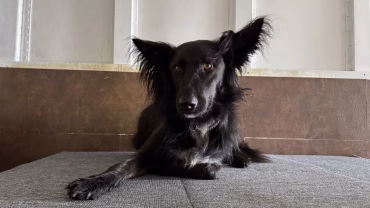 Specialisatie in Bange (Buitenlandse) Honden