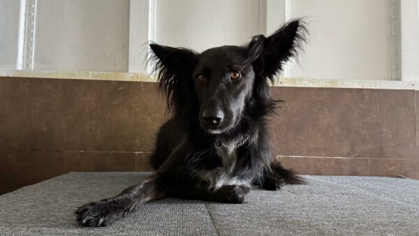 Specialisatie in Bange (Buitenlandse) Honden