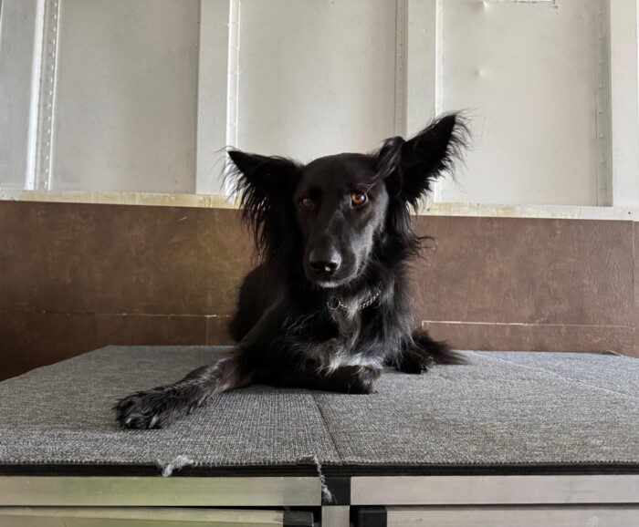 Hondendagopvang Bij Arie