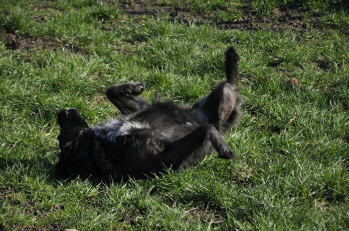 Hondendagopvang Bij Arie