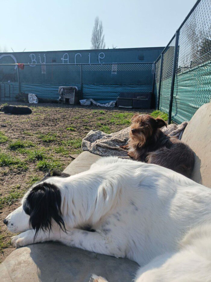 Hondendagopvang Bij Arie