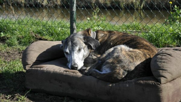 Sociale Groepsopvang