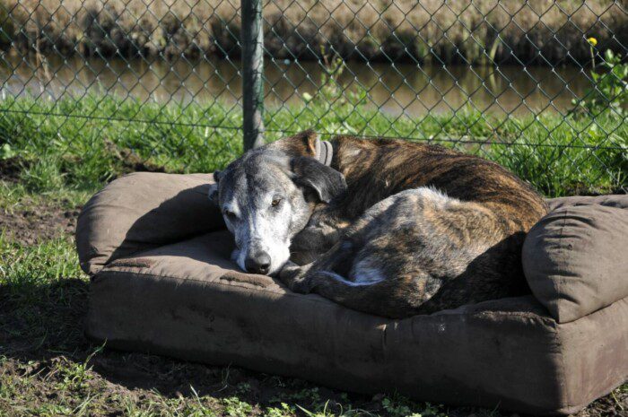 Hondendagopvang Bij Arie