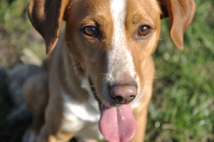 Hondendagopvang Bij Arie