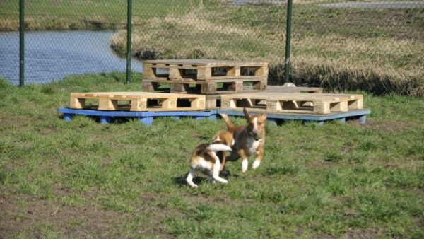 Dagelijkse Activiteiten en Beweging
