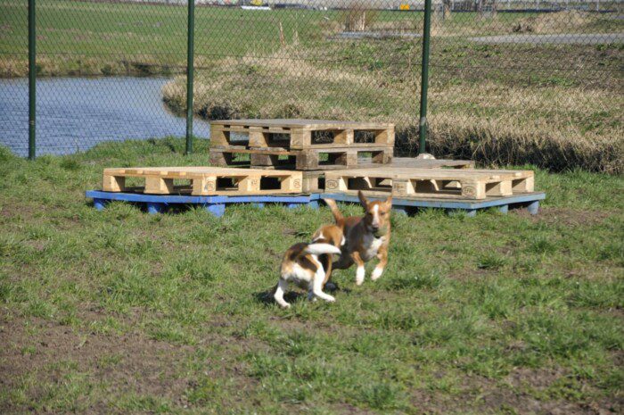 Hondendagopvang Bij Arie