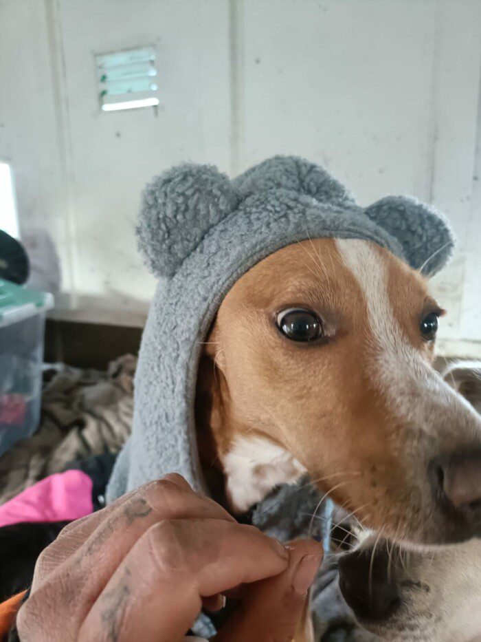 Hondendagopvang Bij Arie