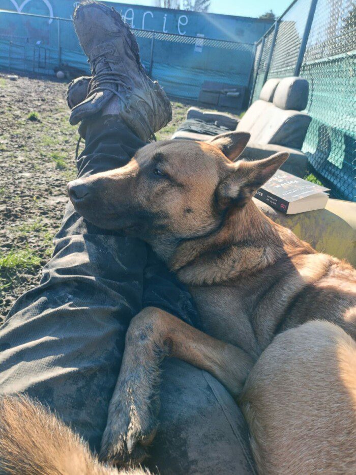 Hondendagopvang Bij Arie
