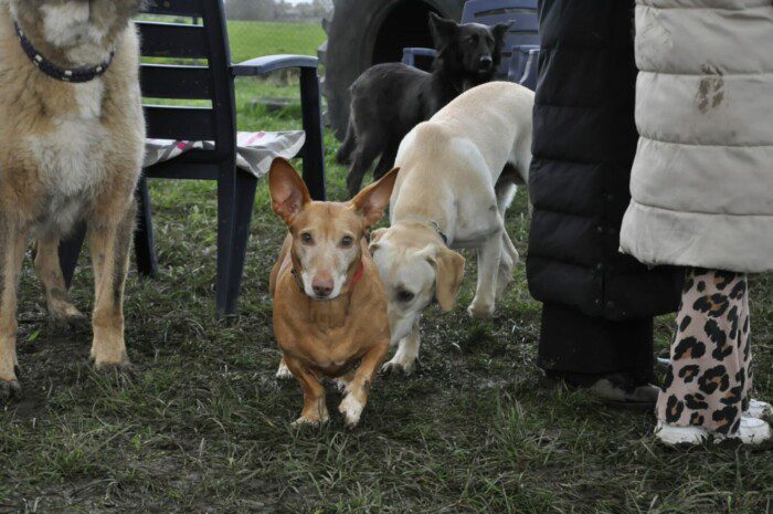 Hondendagopvang Bij Arie