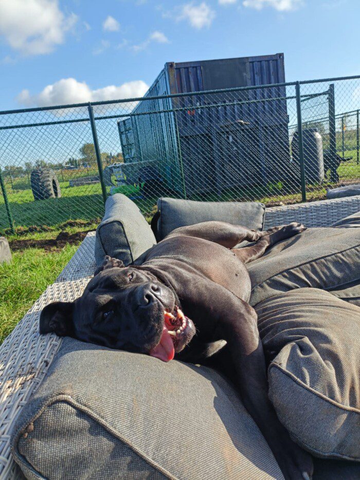 Hondendagopvang Bij Arie