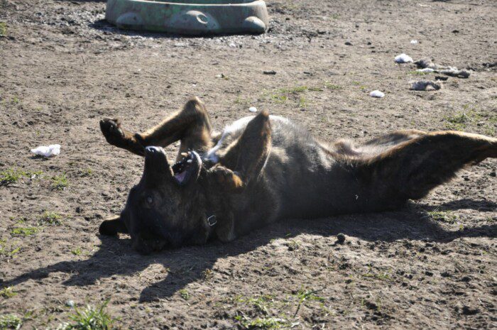 Hondendagopvang Bij Arie