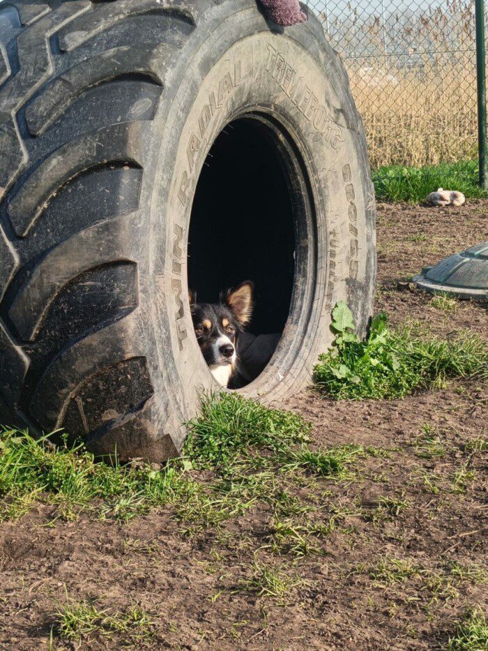 Hondendagopvang Bij Arie