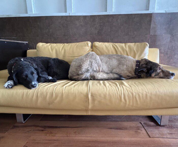 Hondendagopvang Bij Arie